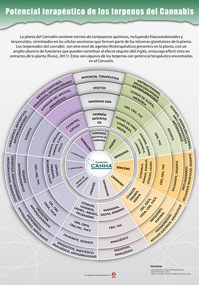 Infografía propiedades y beneficios terpenos